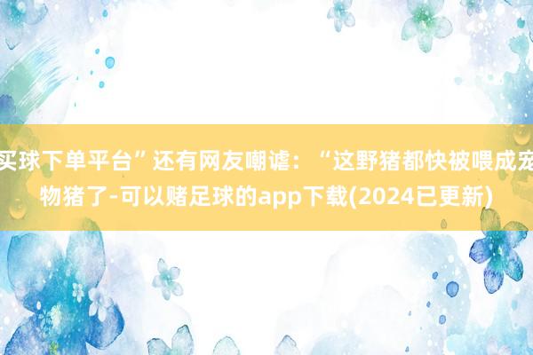 买球下单平台”还有网友嘲谑：“这野猪都快被喂成宠物猪了-可以赌足球的app下载(2024已更新)